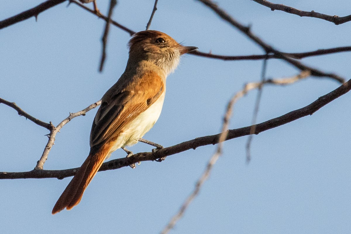 Ash-throated Casiornis - ML611730533