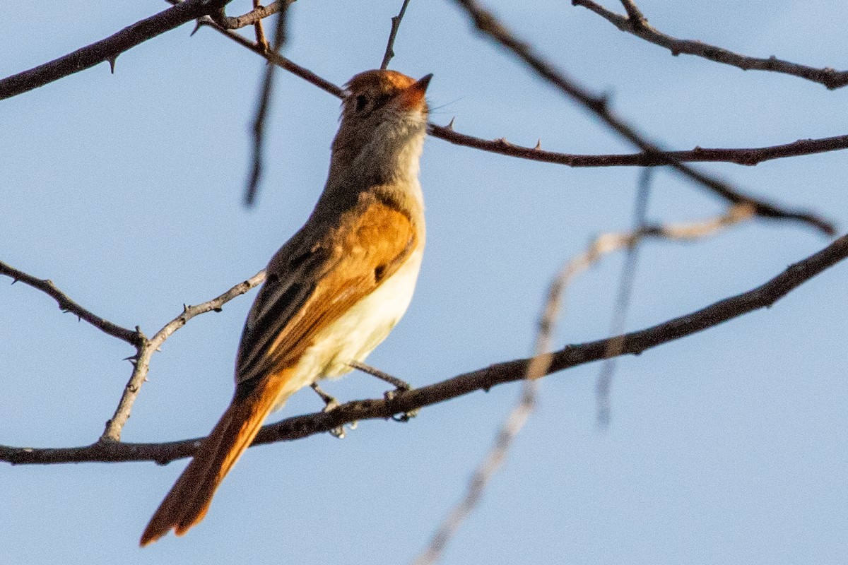Ash-throated Casiornis - ML611730555
