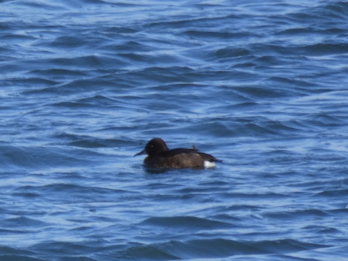 Ferruginous Duck - ML611730590