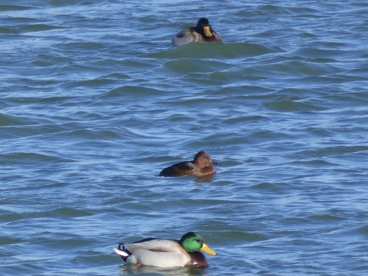 Ferruginous Duck - ML611730591