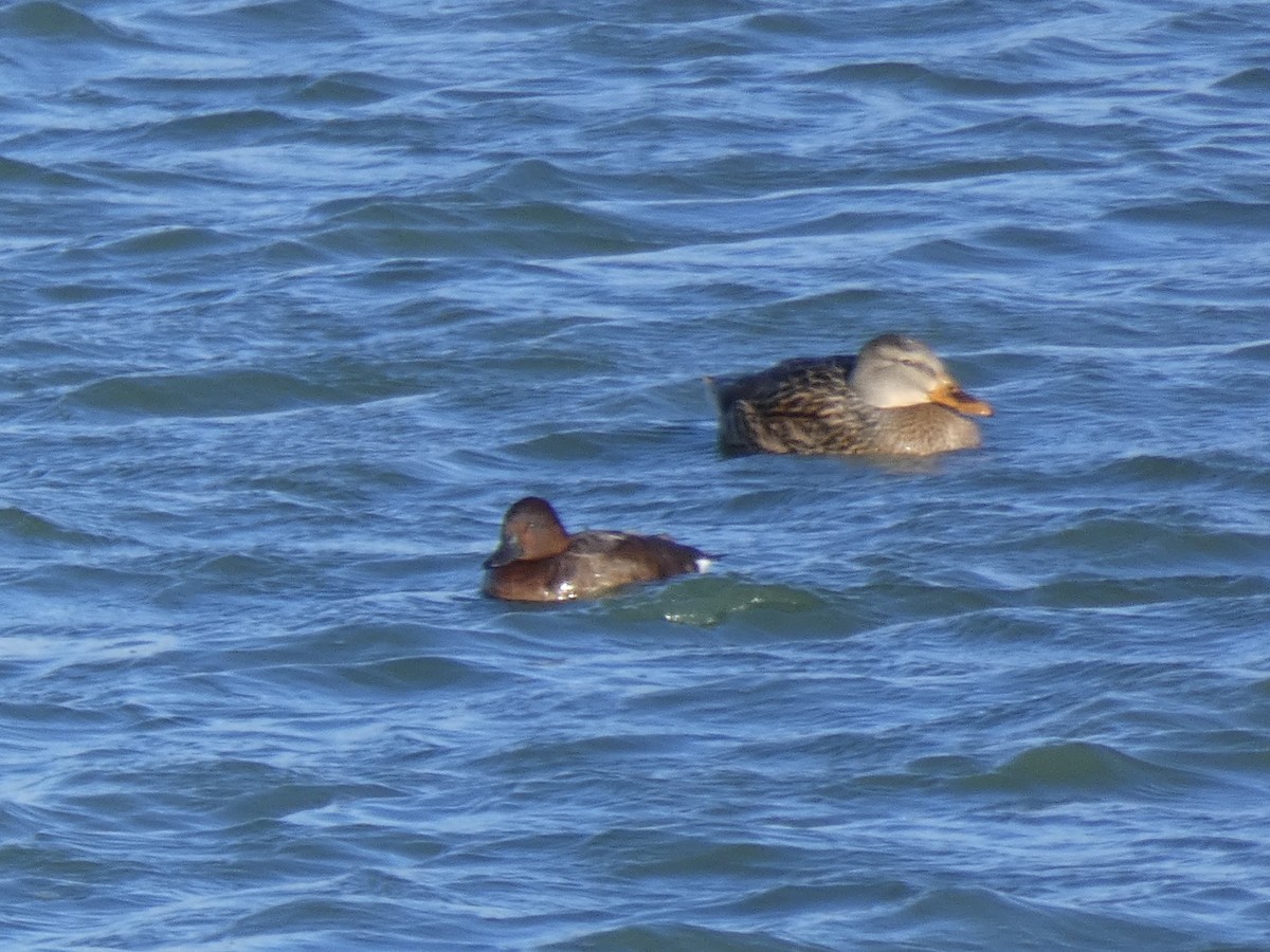 Ferruginous Duck - ML611730592