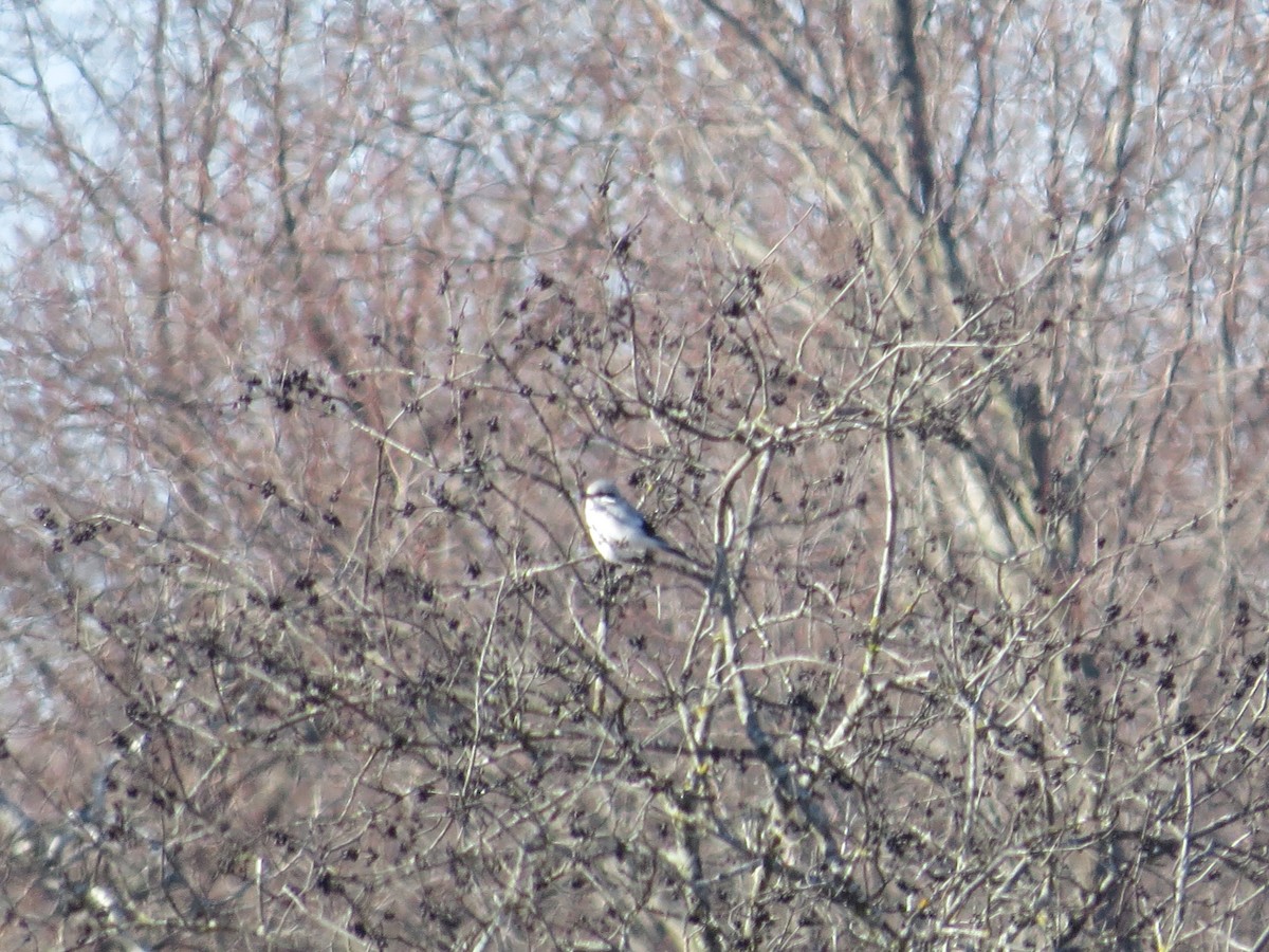 Northern Shrike - Ross Mueller