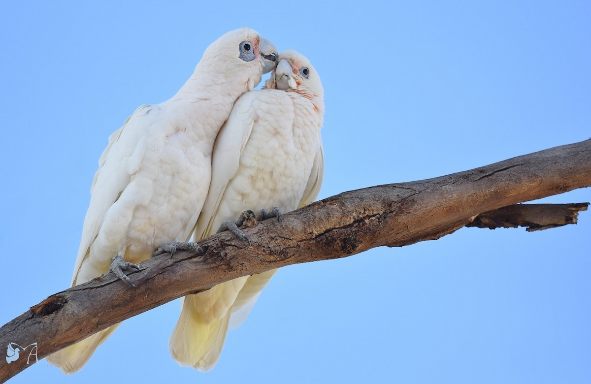 Cacatoès corella - ML611730705