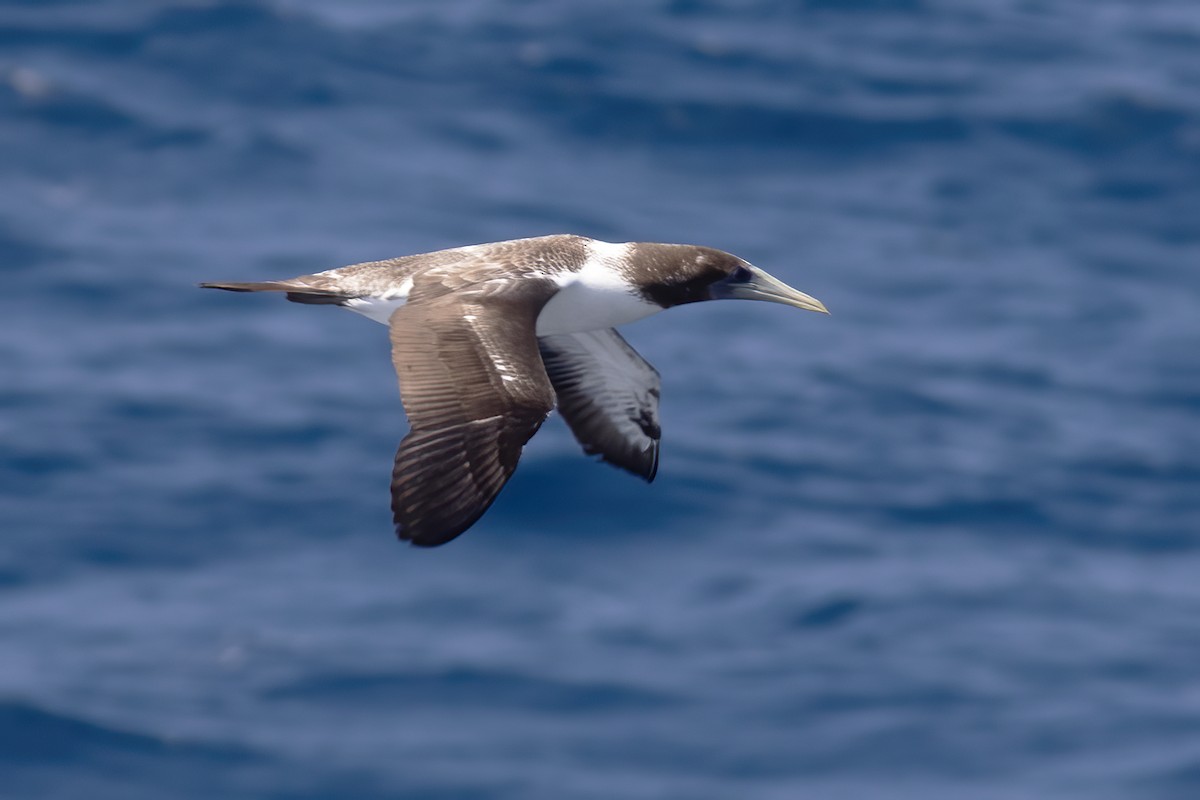 Masked Booby - Gary Rosenberg