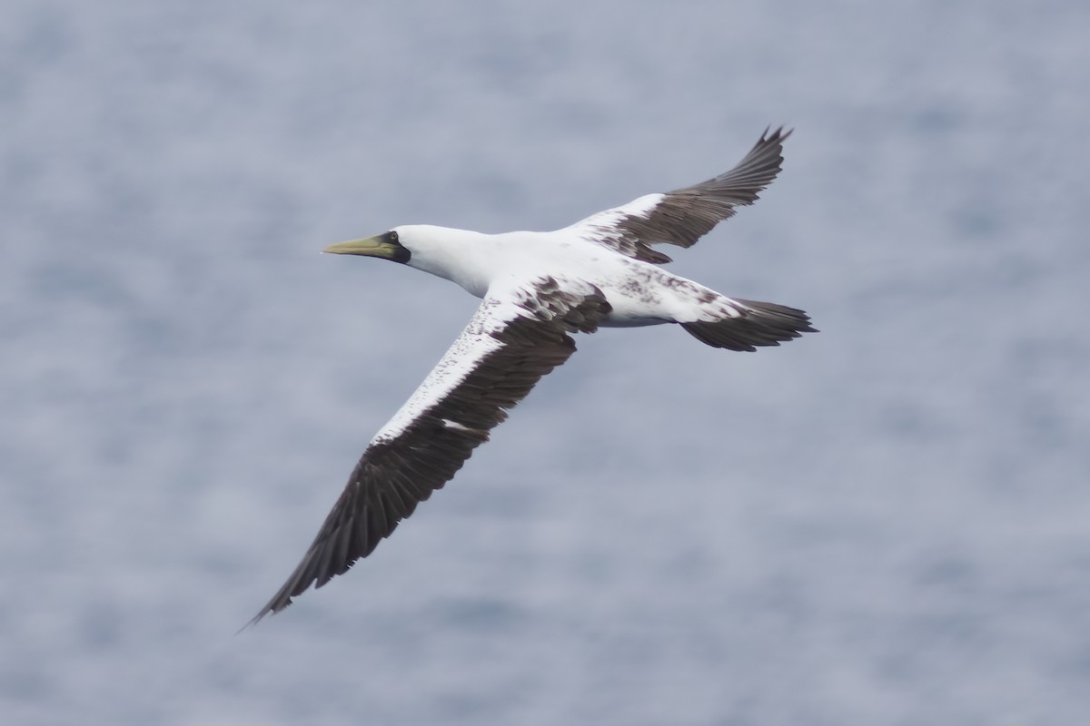 Masked Booby - Gary Rosenberg