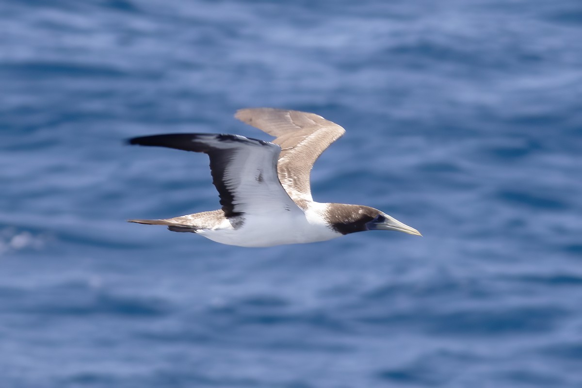 Masked Booby - Gary Rosenberg