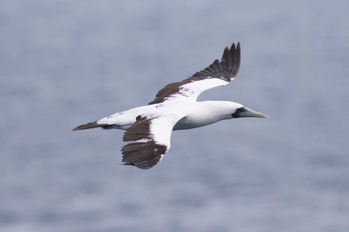 Masked Booby - Gary Rosenberg