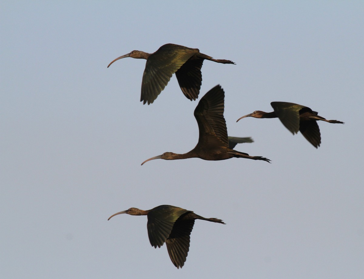 ibis hnědý/americký - ML611730794
