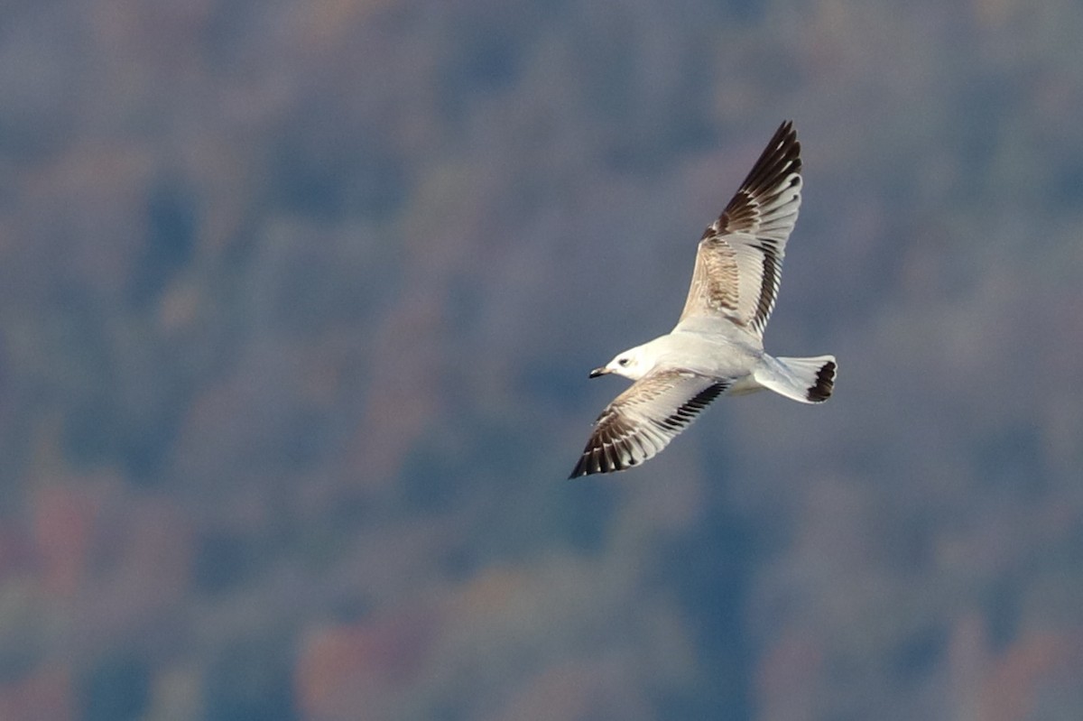 Mediterranean Gull - ML611730878