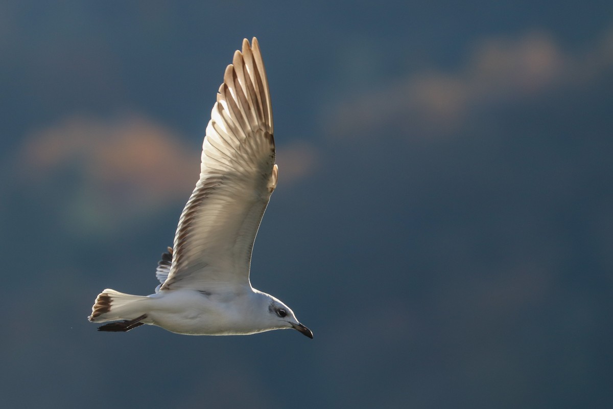 Mediterranean Gull - ML611730880