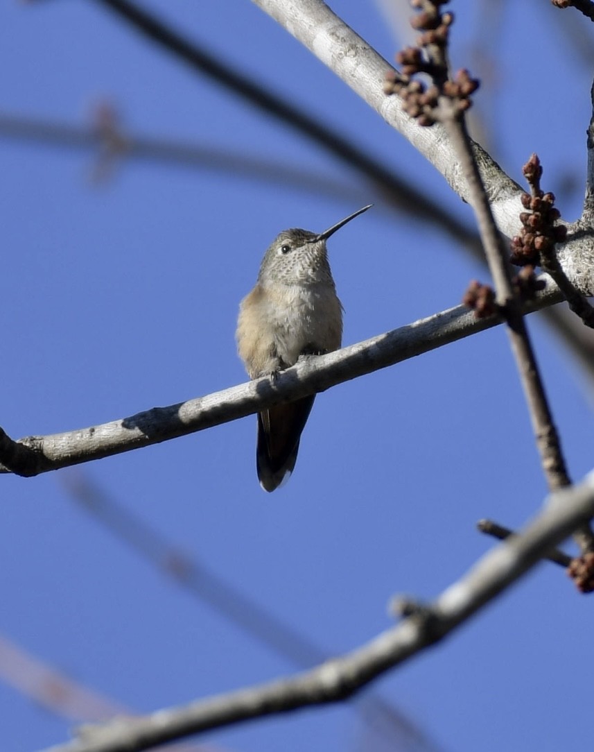 Broad-tailed Hummingbird - Chris Huffstickler
