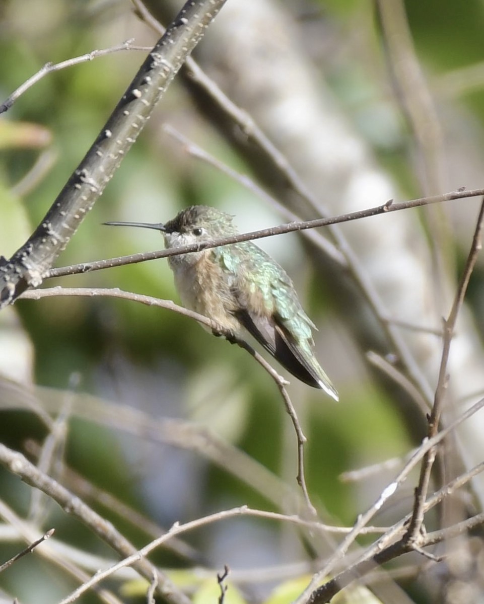 Broad-tailed Hummingbird - Chris Huffstickler