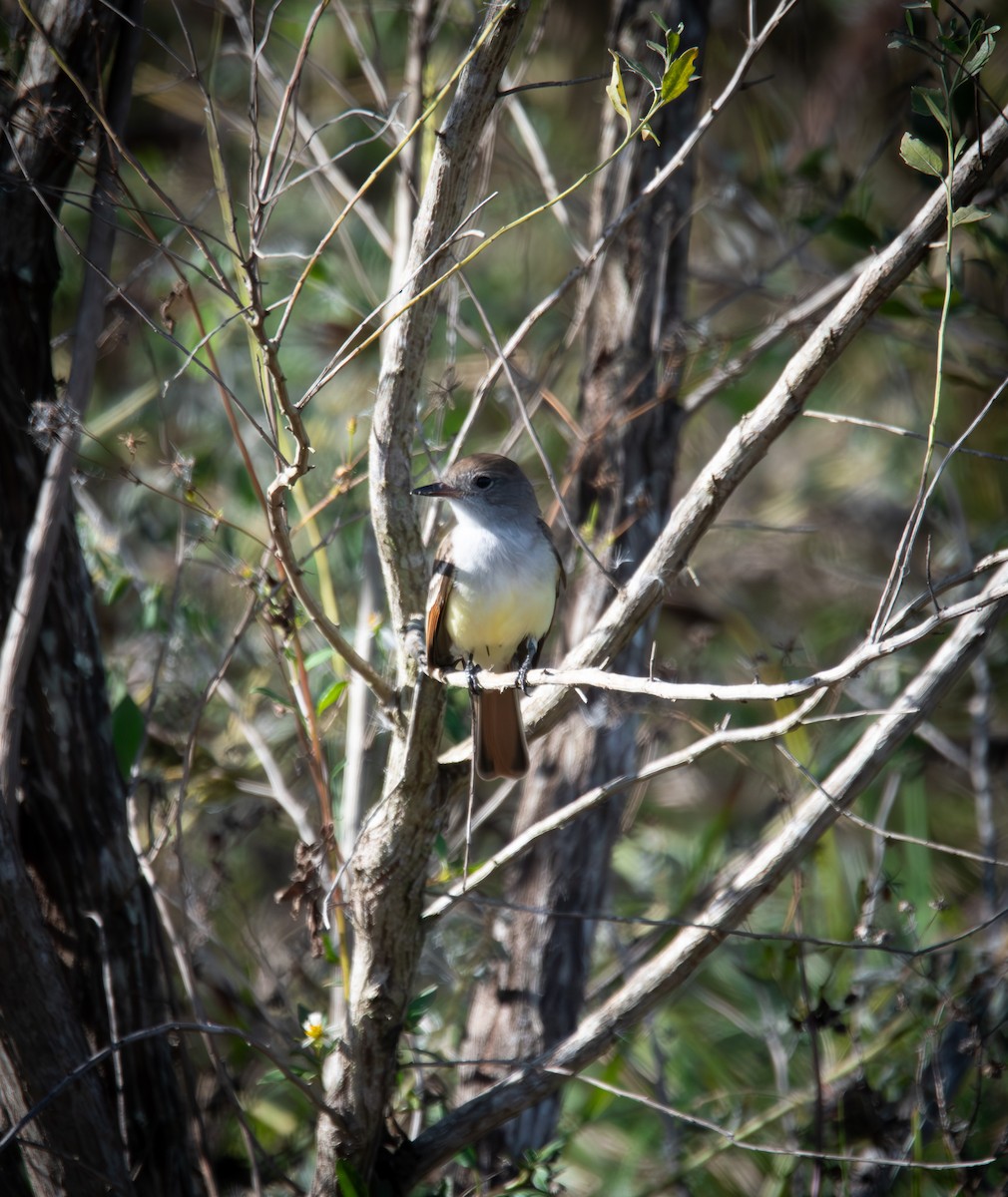 Ash-throated Flycatcher - ML611730912