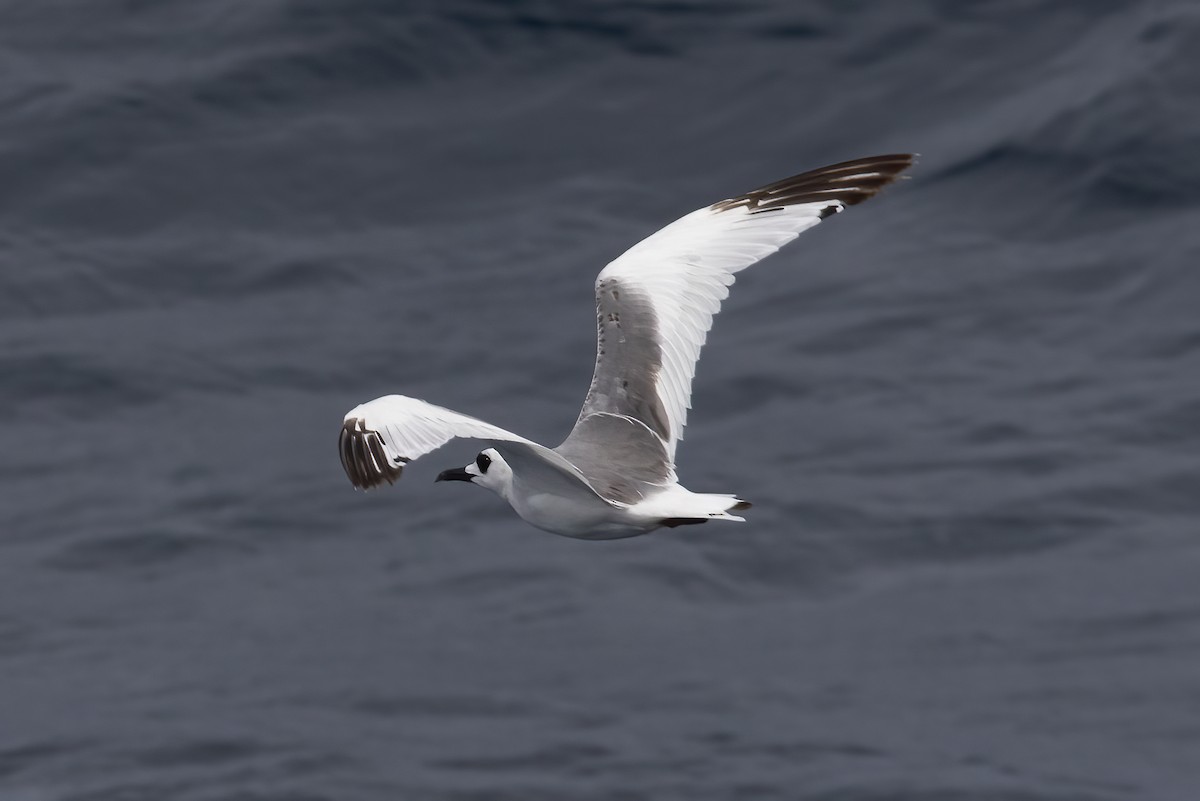 Swallow-tailed Gull - Gary Rosenberg