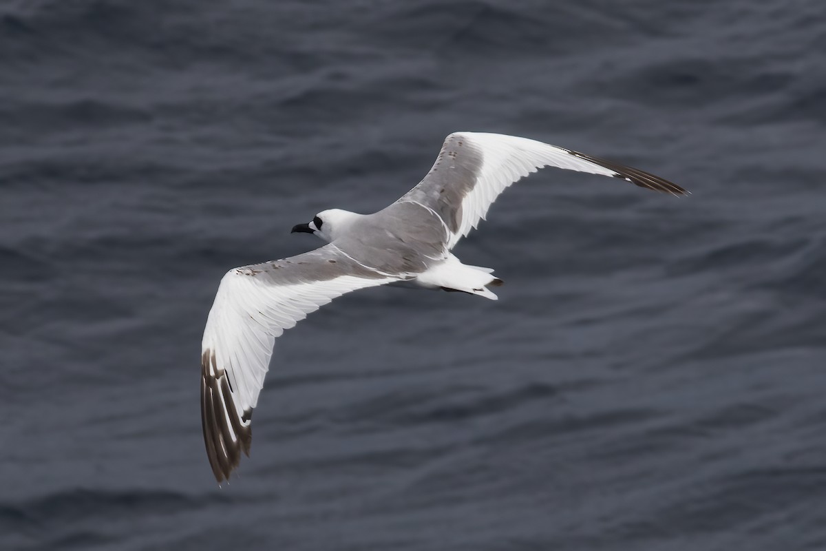 Swallow-tailed Gull - Gary Rosenberg