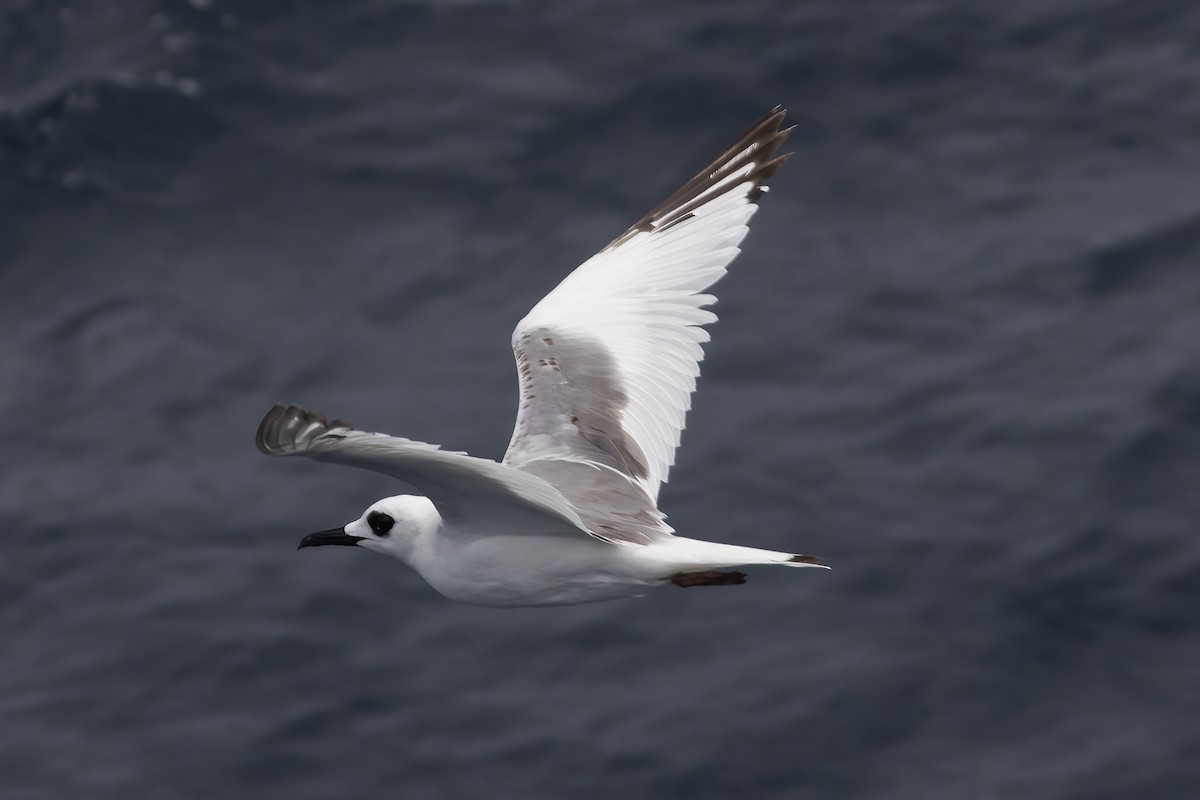 Swallow-tailed Gull - Gary Rosenberg