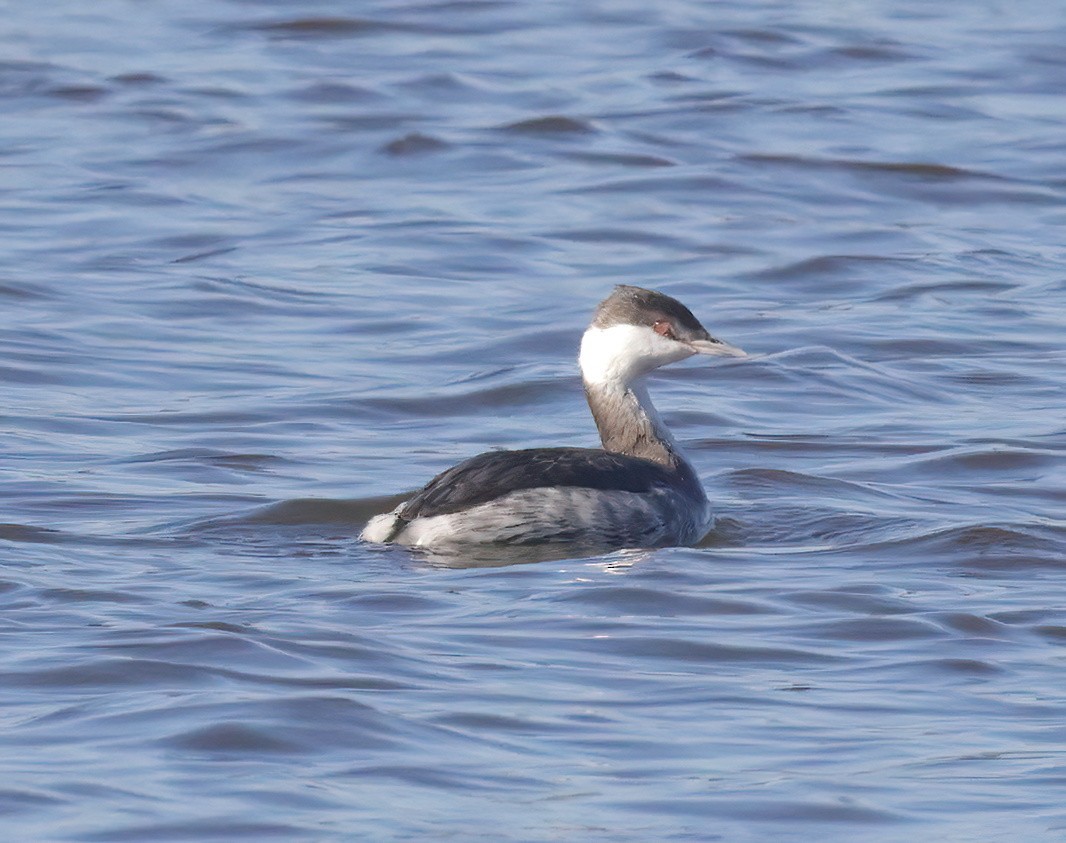 Horned Grebe - ML611731080