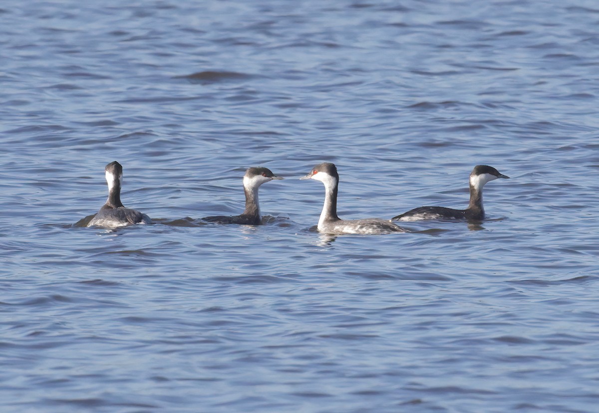 Horned Grebe - ML611731081