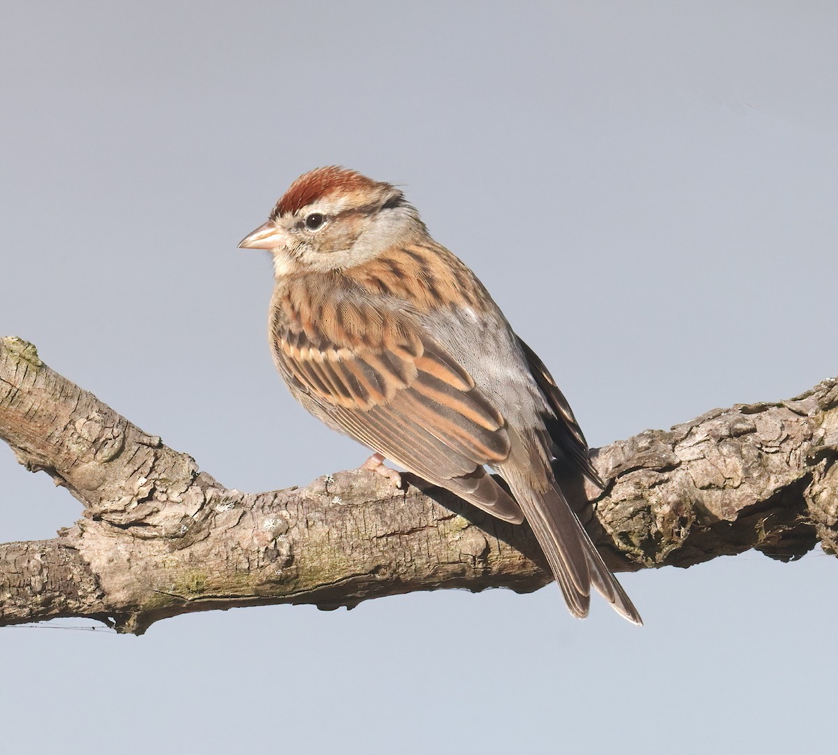 Chipping Sparrow - ML611731095