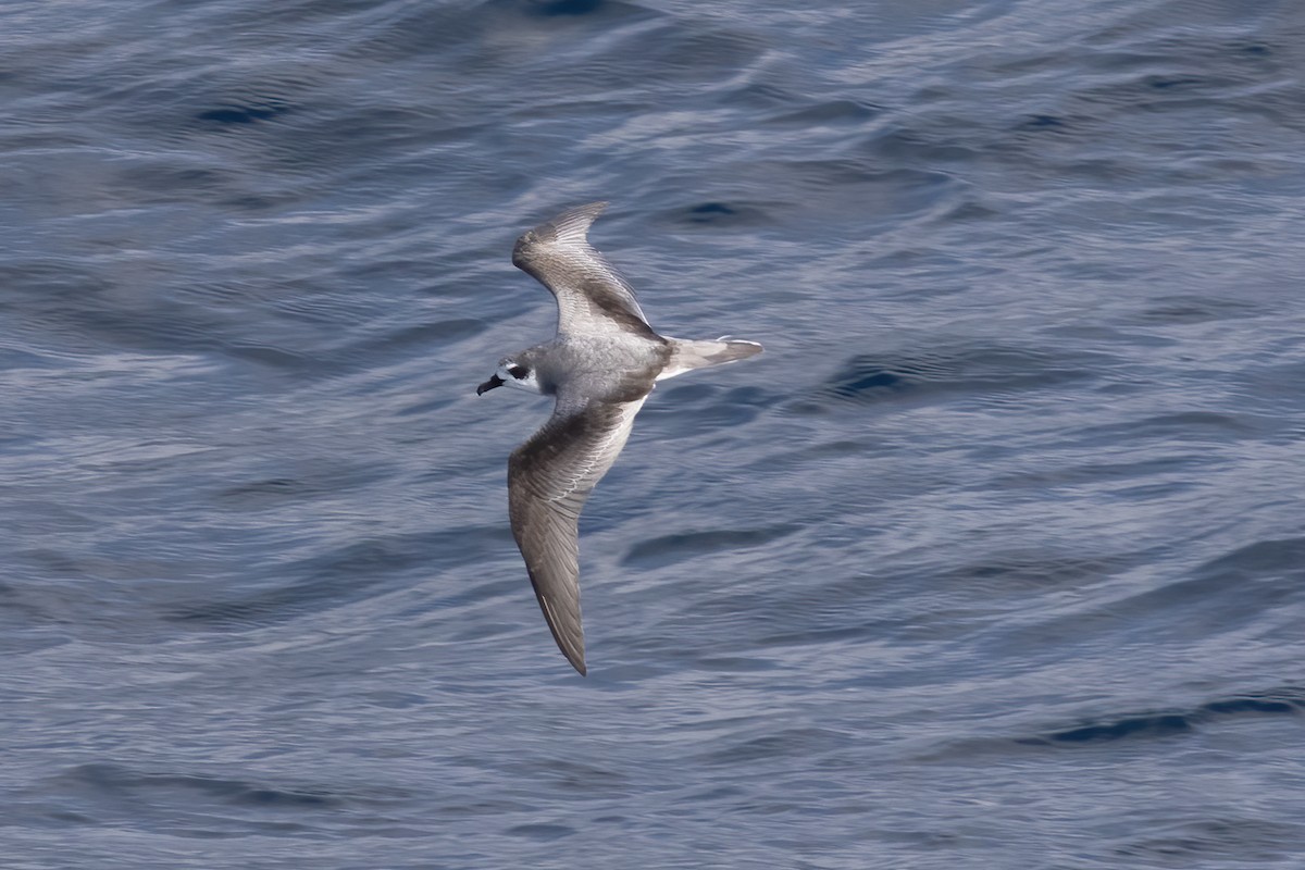 Masatierra Petrel - Gary Rosenberg