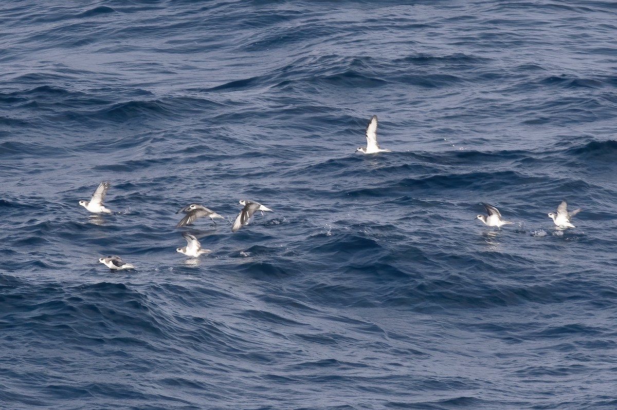 Masatierra Petrel - Gary Rosenberg