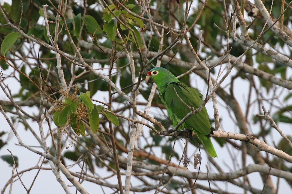 Red-lored Parrot (Red-lored) - ML611731104