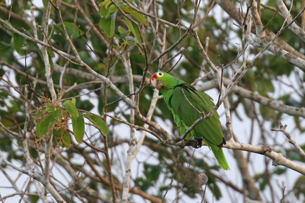 Red-lored Parrot (Red-lored) - ML611731108