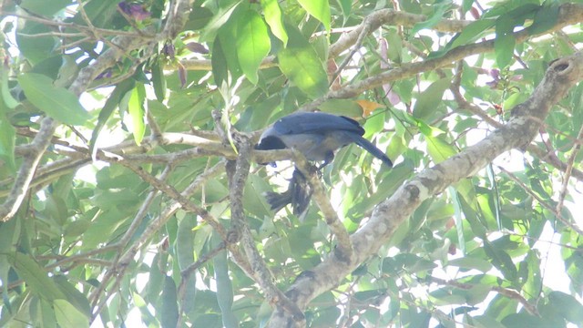 Golondrina Pechigrís - ML611731109