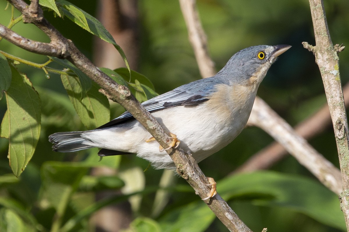 Hooded Tanager - Victor Antonelli