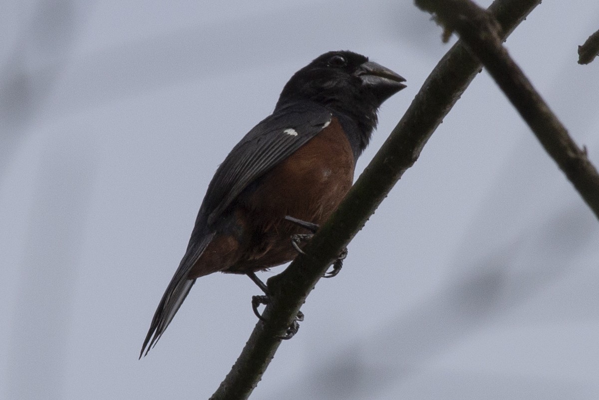 Chestnut-bellied Seed-Finch - Victor Antonelli