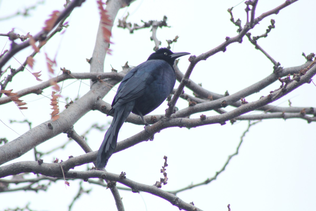 Great-tailed Grackle - ML611731188