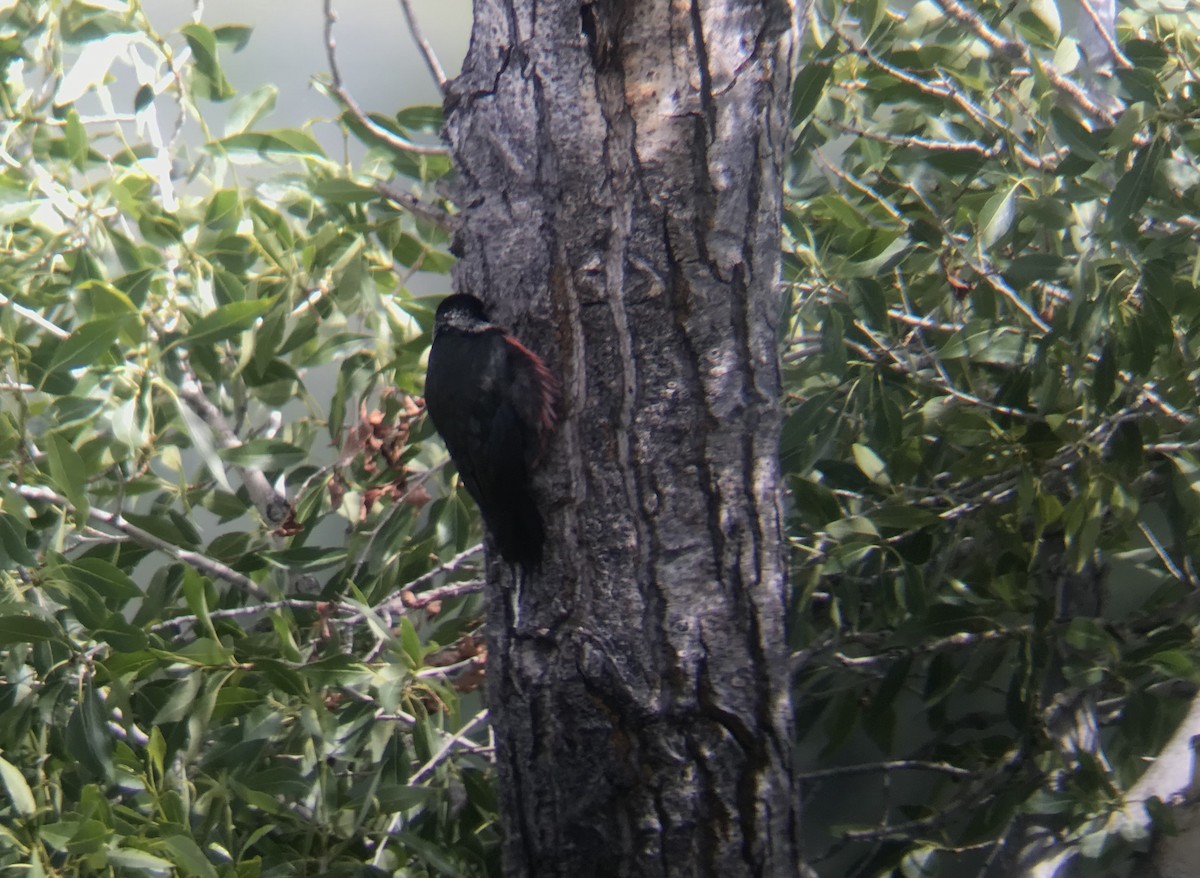 Lewis's Woodpecker - ML611731195