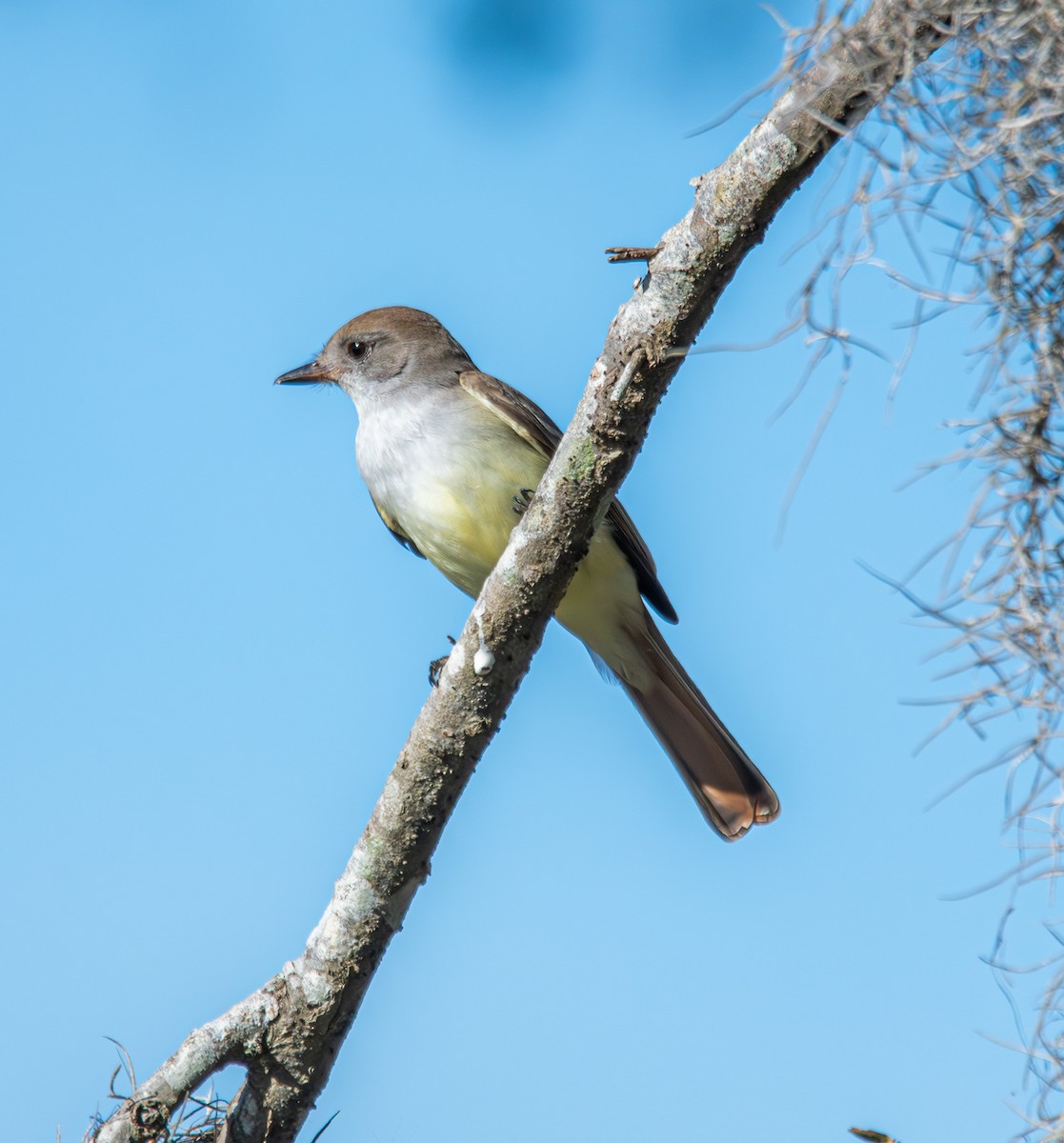 Ash-throated Flycatcher - ML611731196