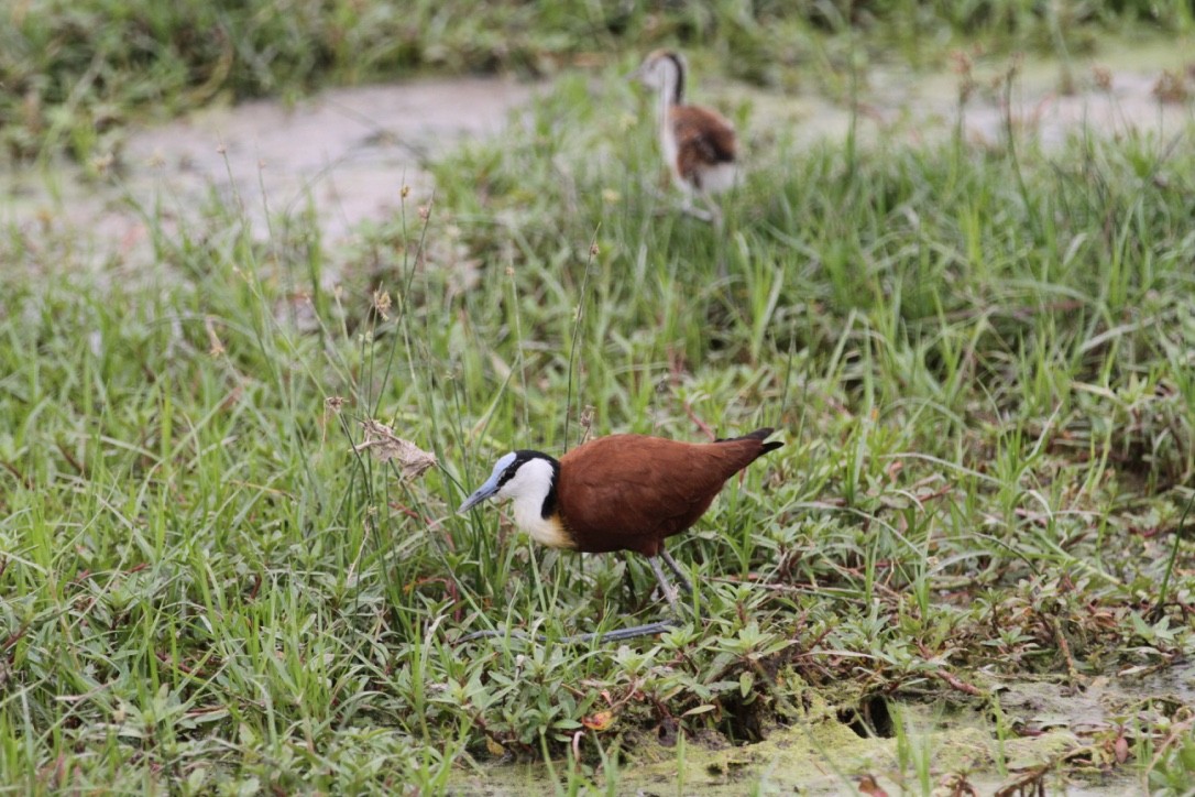 African Jacana - ML611731214