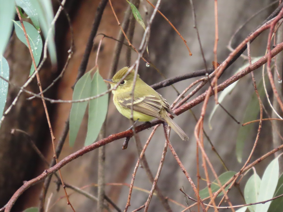 Western Flycatcher - ML611731223