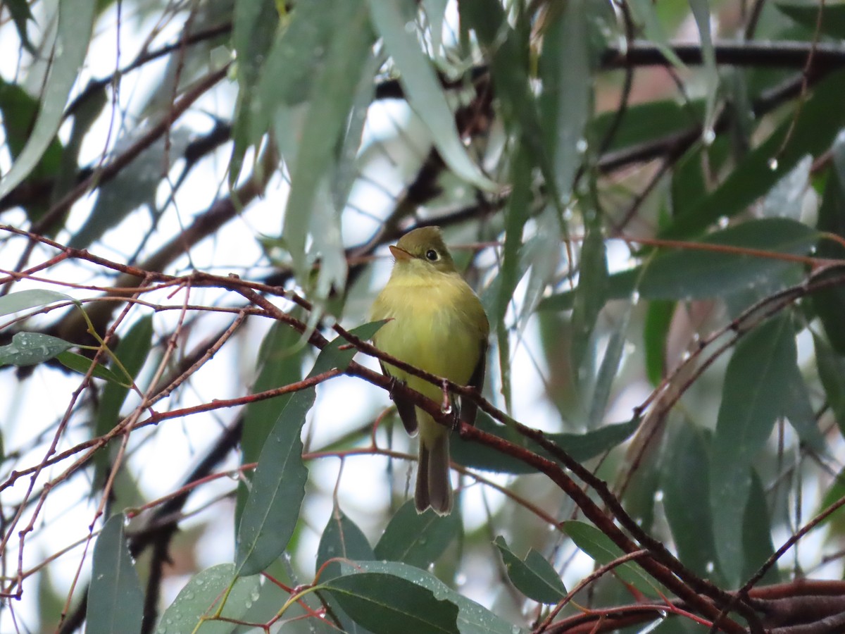 Western Flycatcher - ML611731227