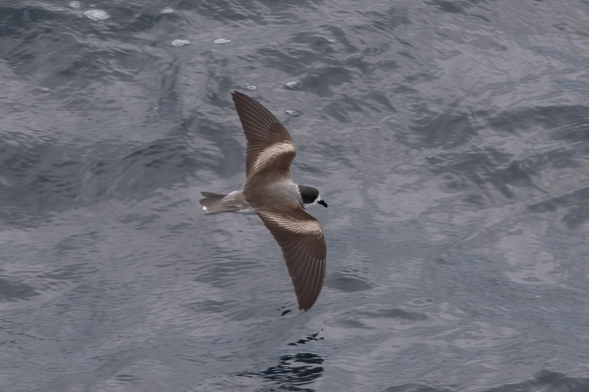 Ringed Storm-Petrel - Gary Rosenberg