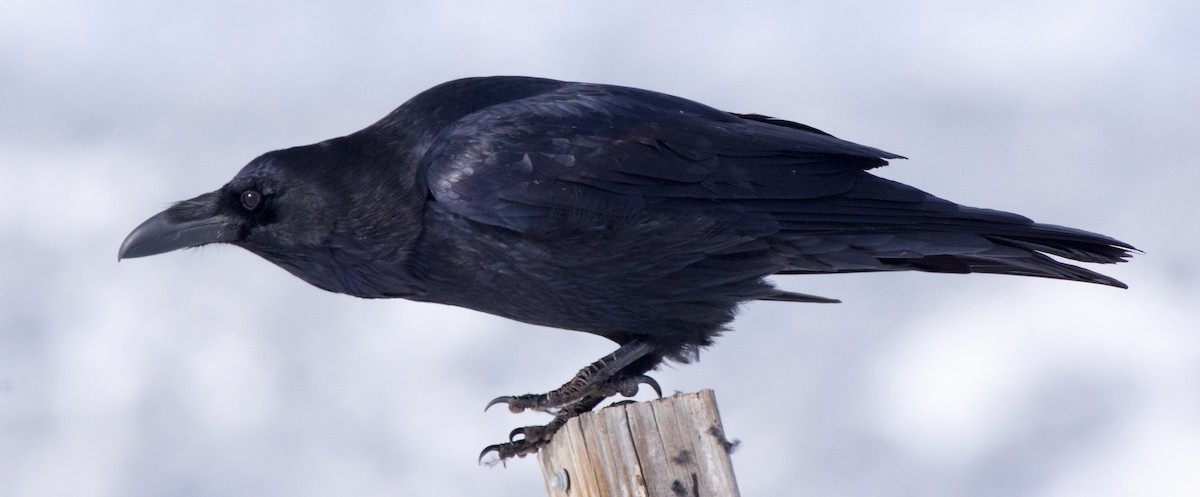 Common Raven - ML611731308