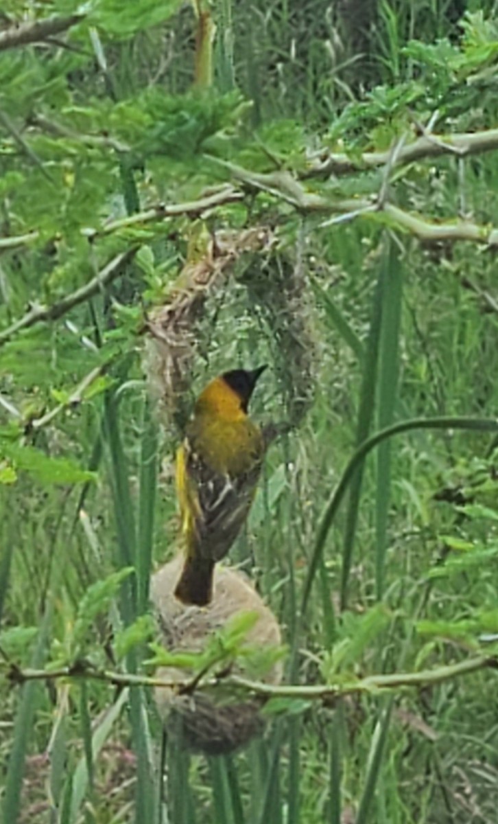 Lesser Masked-Weaver - ML611731342