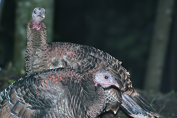 Wild Turkey - ML611731353