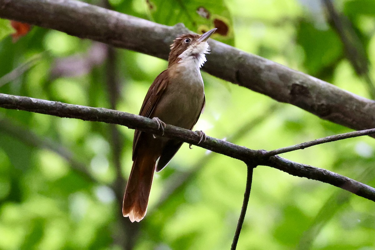 Pernambuco Foliage-gleaner - Jonathan Slifkin