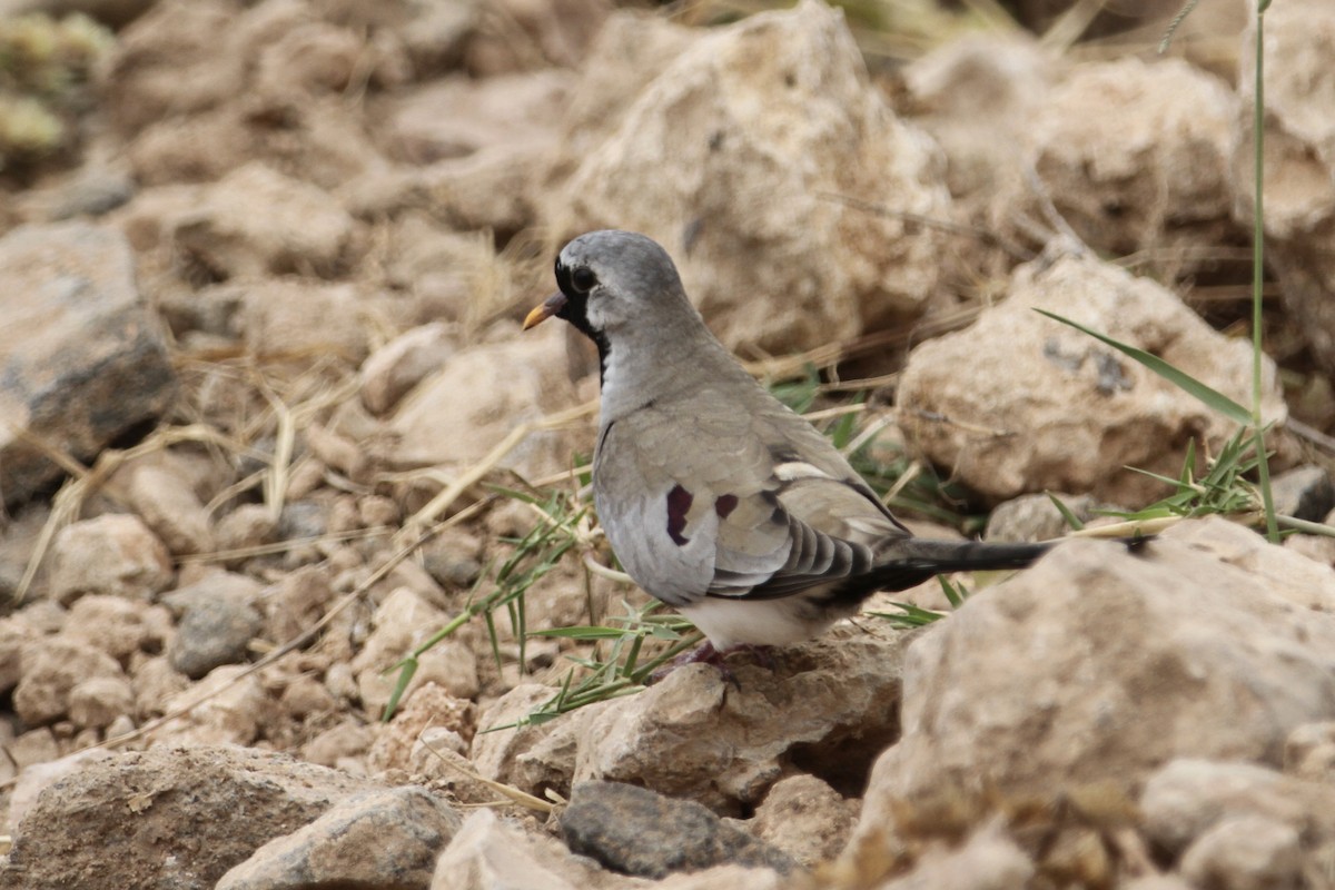 Namaqua Dove - ML611731456