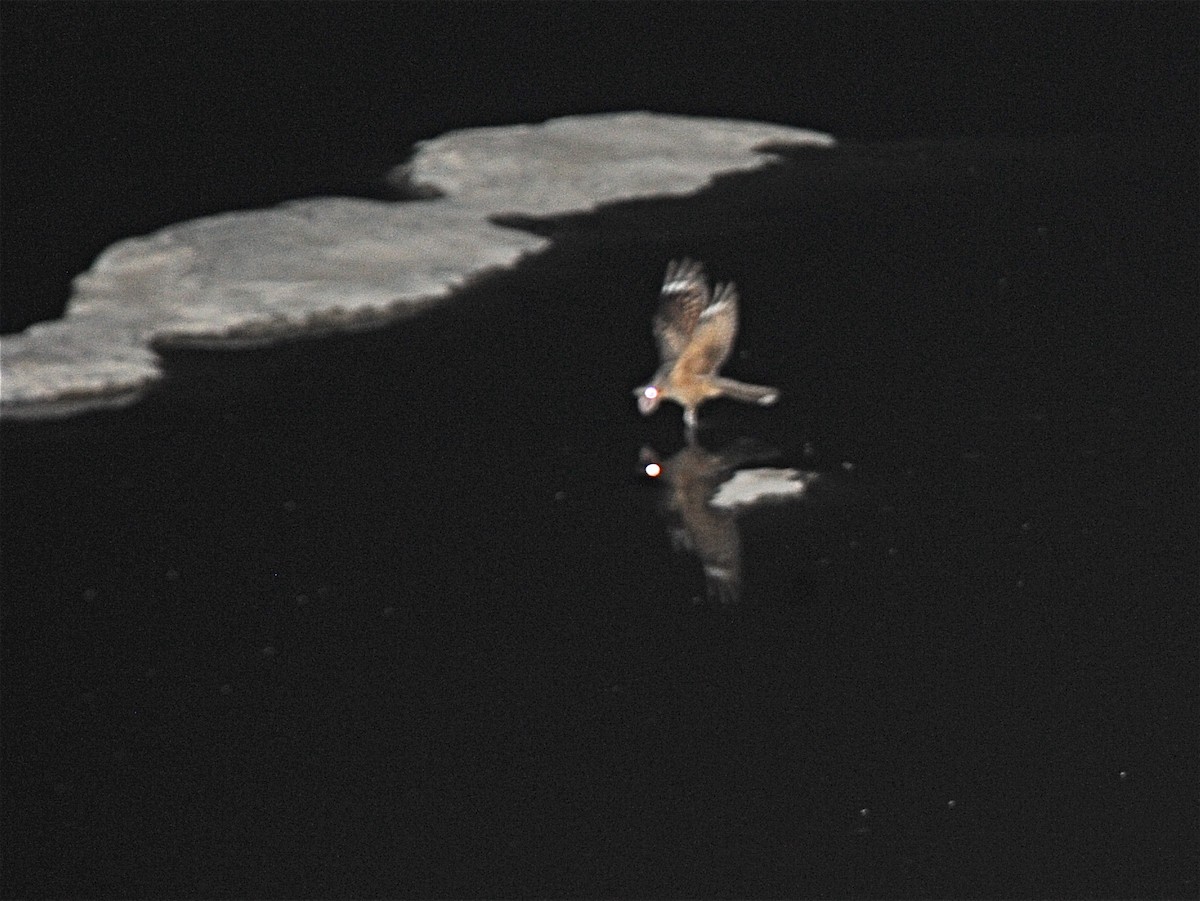 Rufous-cheeked Nightjar - ML611731457