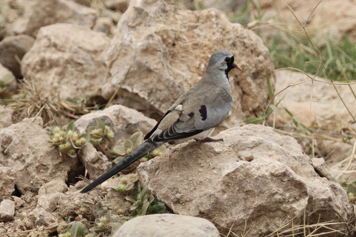 Namaqua Dove - Christopher Carlson