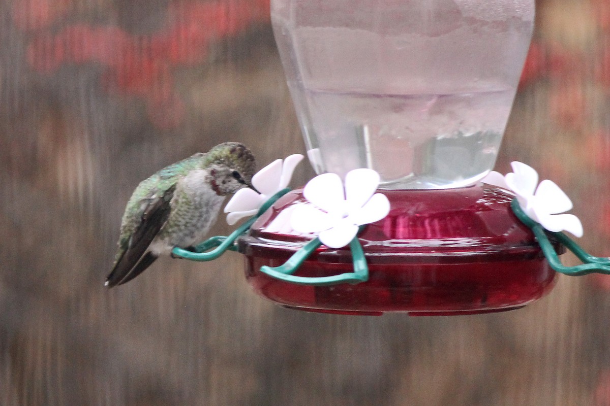 Anna's Hummingbird - ML611731513