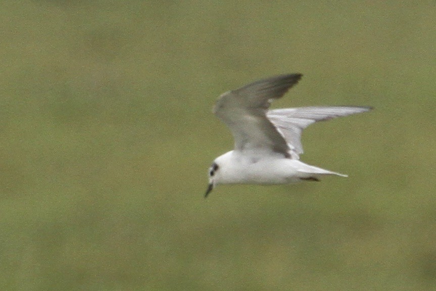 Whiskered Tern - Christopher Carlson