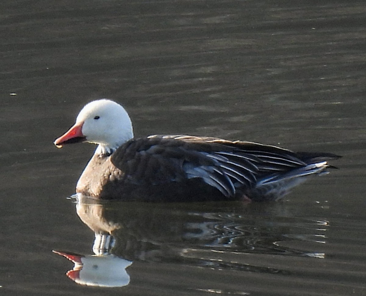 Snow Goose - ML611731558