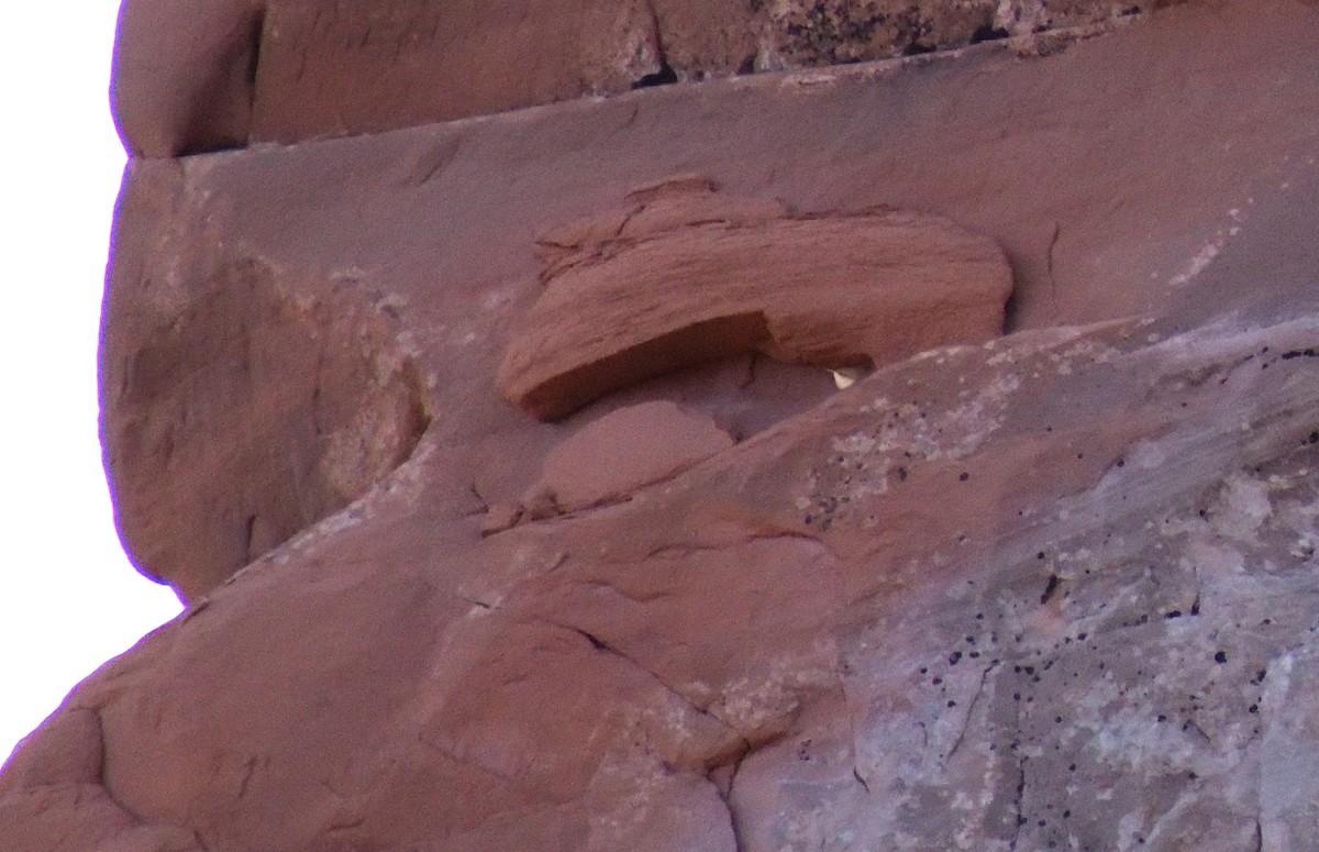 Troglodyte des canyons - ML611731644