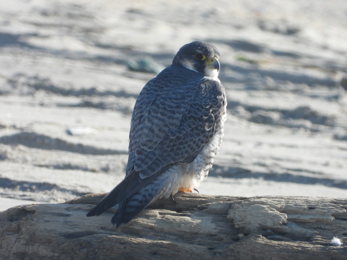 Peregrine Falcon - ML611731786