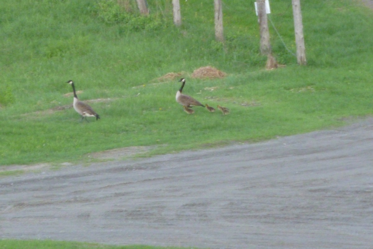 Canada Goose - ML611731798